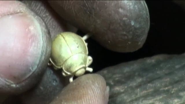 CORAL AND  LITTLE FAIRY 10