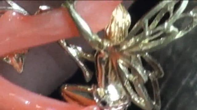 CORAL AND  LITTLE FAIRY 12