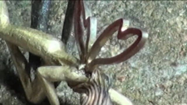 CORAL AND  LITTLE FAIRY 5