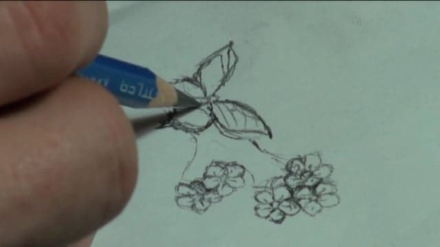 CORAL AND  SPRINGTIME 1