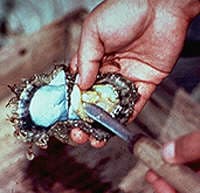 The Different Kinds of Cultured Pearls