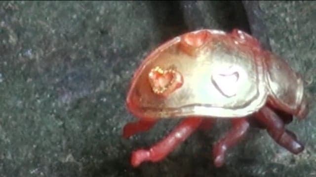 CORAL AND  LITTLE FAIRY 11