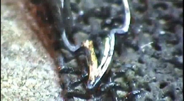 FAIRY – Back to the wings 1