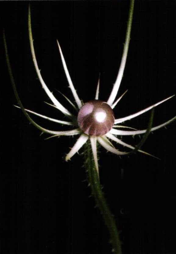 German-Japanese Flexibility